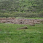 Tennessee Valley is great for bird sightings