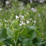 Wildflowers along the trail
