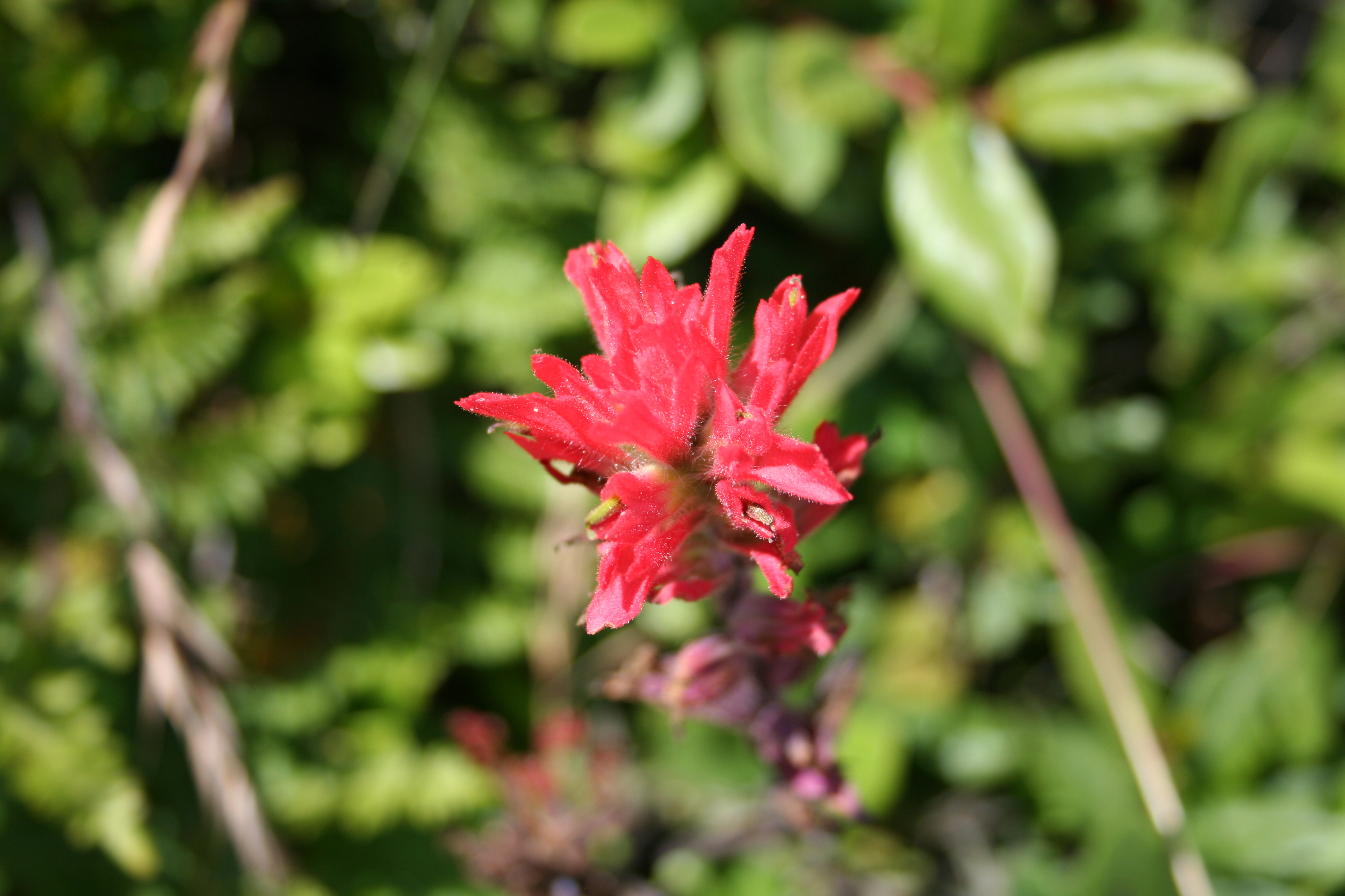 Coming soon: Jodi trail tracking