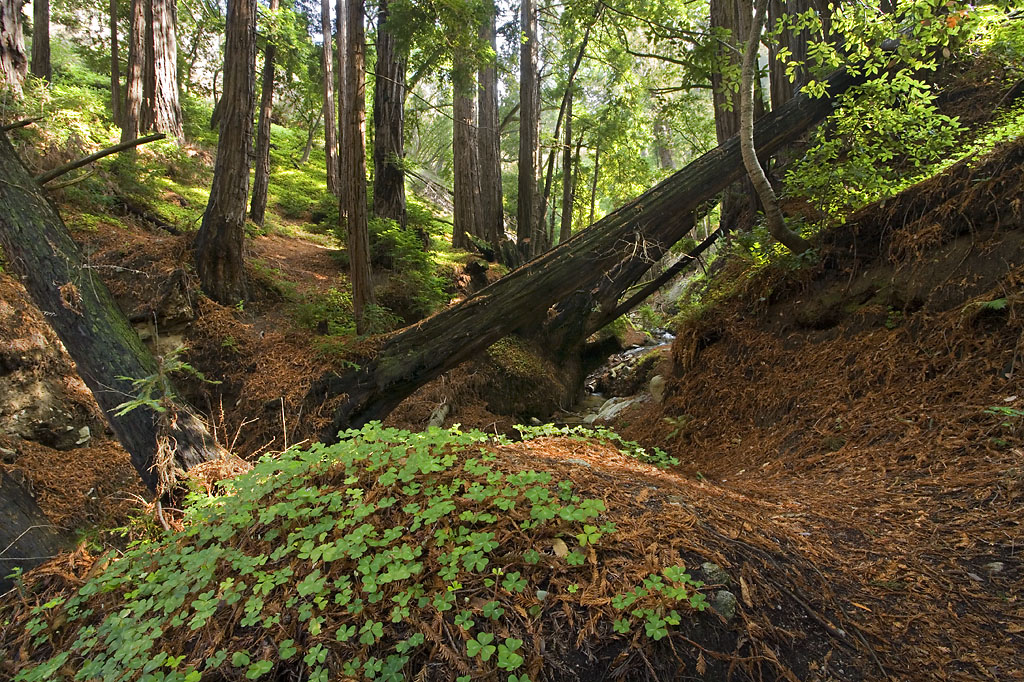 The walking dead: Only 5 parks now set to close July 1