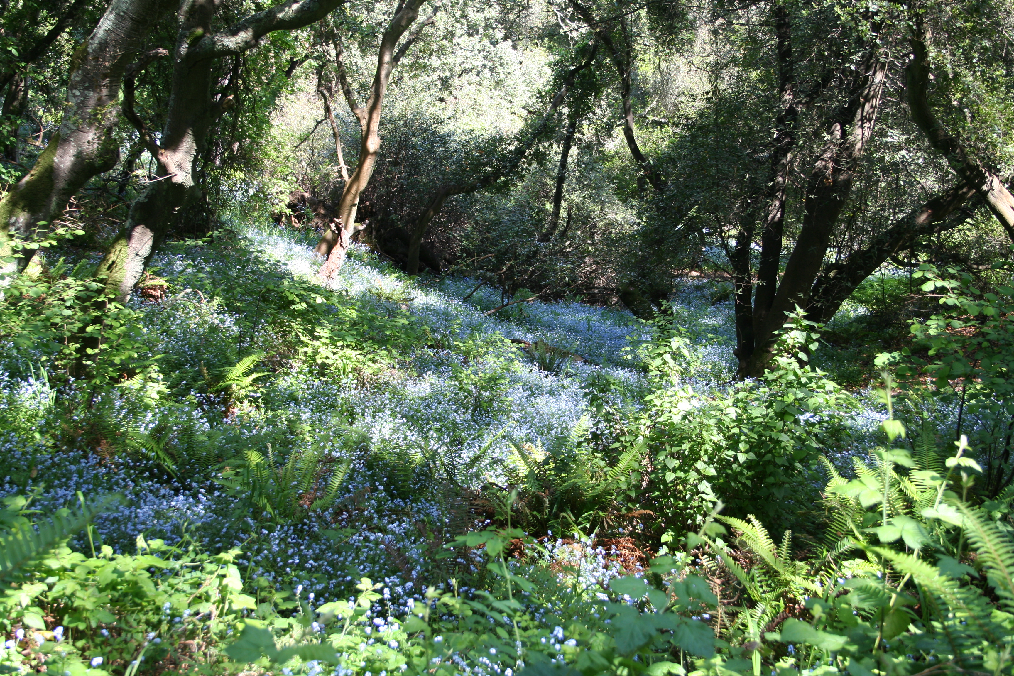 Armstrong Redwoods Loop  2.3 miles – 473 ft.