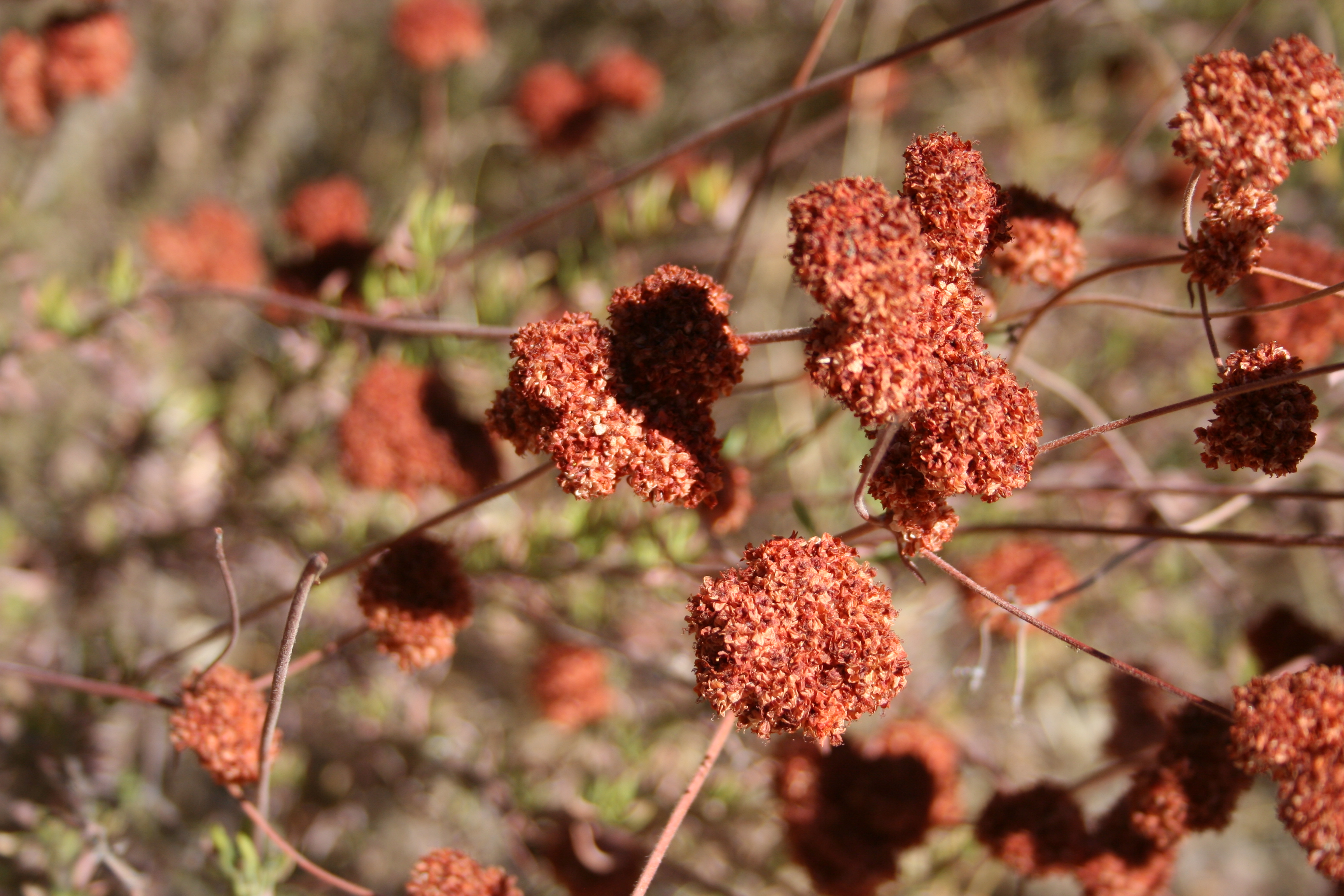 Lands End Loop: Sutro Baths, China Beach & Cliff House  5.2 miles – 916 ft.